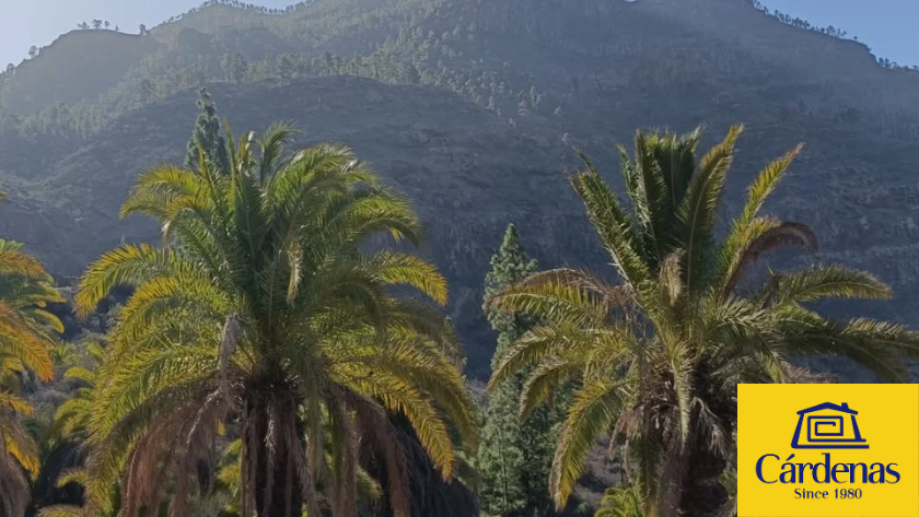 Palm trees with mountain background